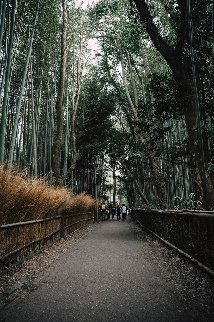 Bamboo grove and zen garden architecture
